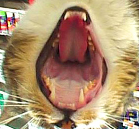 Minou